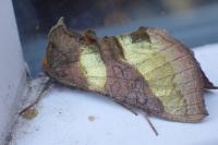 Diachrysia chrysitis