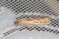 Pediasia fascelinella
