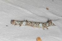Catephia alchymista