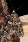 Catocala coniuncta