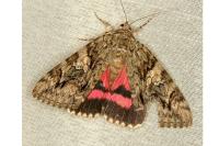 Catocala dilecta