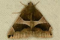 Dysgonia algira