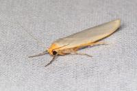 Eilema caniola