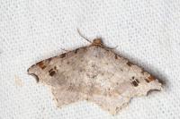 Macaria alternata