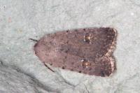 Caradrina flavirena