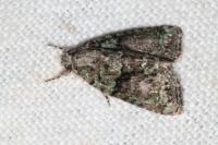 Cryphia algae