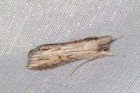 Cucullia dracunculi