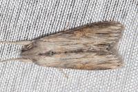 Cucullia dracunculi