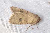 Anarta stigmosa atlantica