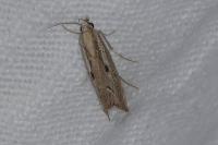 Agriphila geniculea