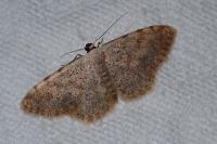 Scopula submutata roseonitens