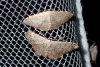 Scopula submutata roseonitens