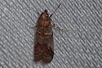 Acrobasis bithynella