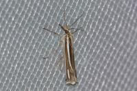 Ancylolomia disparalis