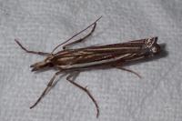 Ancylolomia disparalis