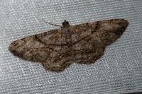 Peribatodes rhomboidaria rhomboidaria