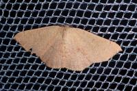 Cyclophora puppillaria