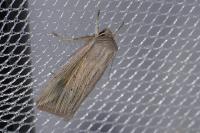 Mythimna riparia