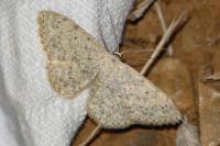 Scopula marginepunctata