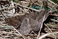 Selidosema taeniolaria