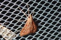 Antigastra catalaunalis