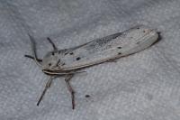 Coscinia cribraria cribraria