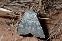 Polymixis dubia