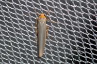 Eilema caniola