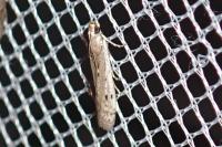Phycitodes