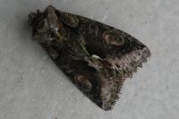 Allophyes oxyacanthae