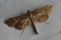 Hydriris ornatalis