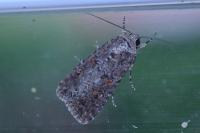 Spodoptera exigua