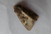 Trigonophora