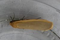 Katha depressa