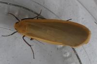 Katha depressa