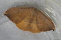 Watsonalla uncinula