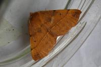 Colotois pennaria