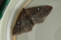 Nycterosea obstipata