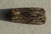 Asteroscopus sphinx
