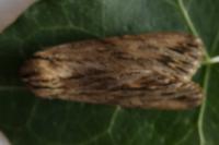 Asteroscopus sphinx