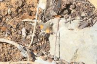 Macroglossum stellatarum
