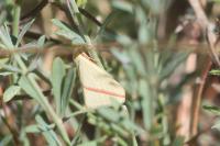 Rhodometra sacraria