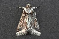 Allophyes oxyacanthae