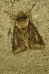 Allophyes oxyacanthae