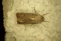 Agrotis segetum