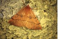 Colotois pennaria