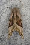 Phlogophora meticulosa