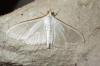 Palpita vitrealis