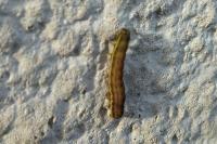 Lacanobia oleracea