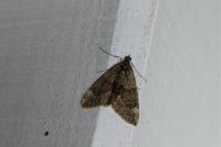 Chloroclysta siterata